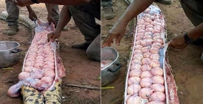 Villagers cut open huge snake, discover it contained dozens of eggs