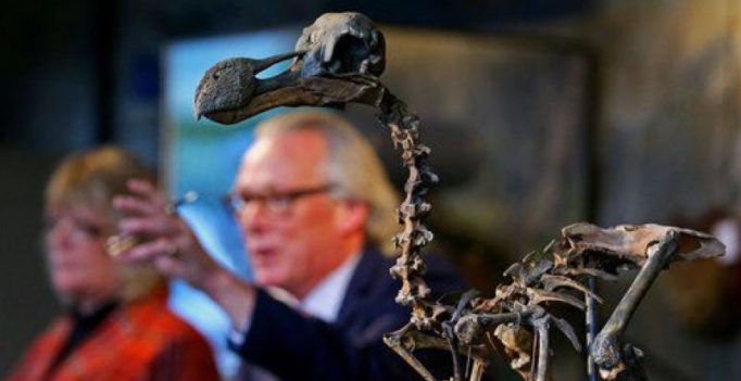 Rare Dodo skeleton fetches Rs 23 lakh in auction