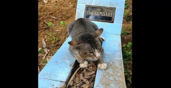 Loyal pet cat has been living near dead owner’s grave for a year