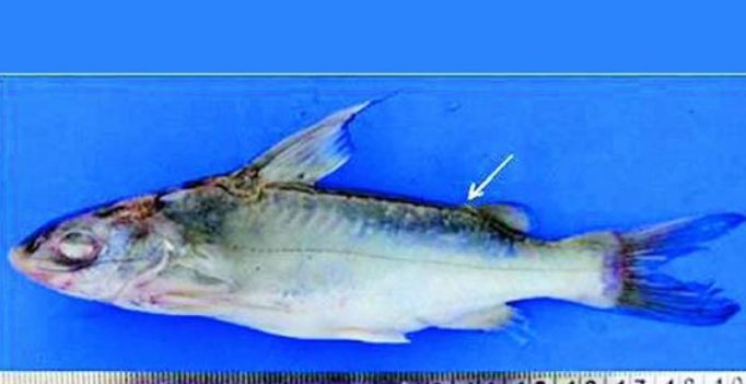 New fish species seen in Godavari