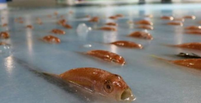 5000 dead fish in ice skating ring triggers outrage in Japan