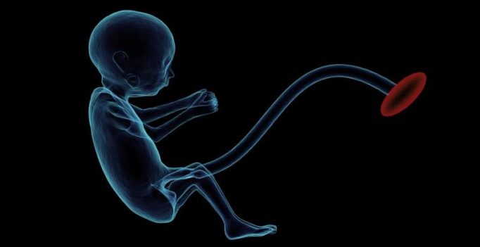 The umbilical cord should not be cut too soon: experts