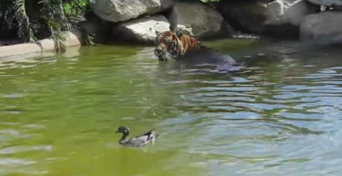 Video: Duck fooling Tiger in water at Sydney Zoo goes viral