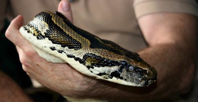 Python turns ‘mother’ for four puppies in Vadodara