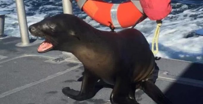 Sea lion caught in fishing gear hops on boat