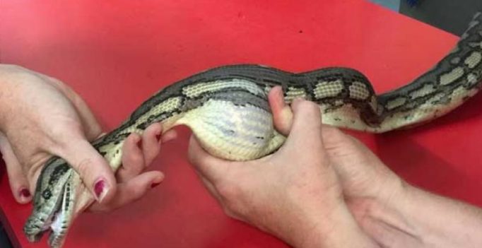 Handler massages tennis ball out of snake’s mouth in freaky video