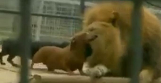 Video: Fearless sausage dogs bravely playing around with lion