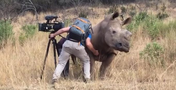 Video: Adorable rhino asking cameraman for belly rub in the wild