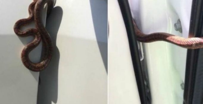 Woman ‘almost crashes car’ when snake slithers from vent