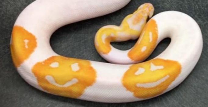 Man takes eight years to breed python with yellow smilies on its back