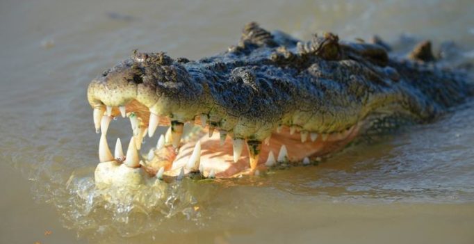 Australian teen ‘punches crocodile’ in head during late night swim, escapes