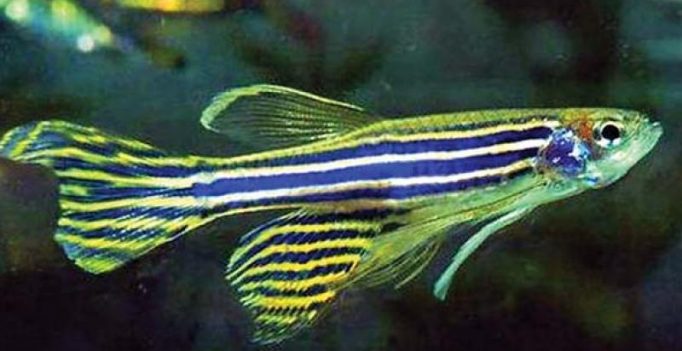 Visakhapatnam: Zebrafish replaces rodents in laboratories