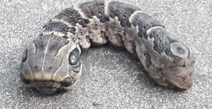 Video: Snake-like animal with two heads and three eyes is going viral