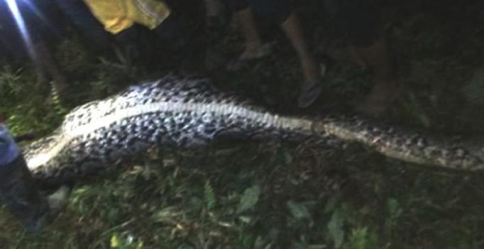 Video: Missing Indonesian man found dead in 7-metre python’s stomach
