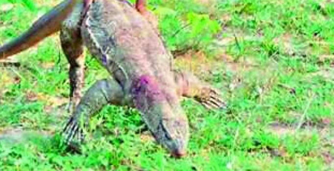 Hyderabad: Old wives tales spur lizard meat sales