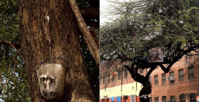 Neem beer from tree in Delhi University has people in high spirits
