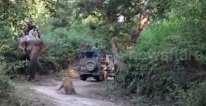 Video: Never do this when you spot a tiger in the wild