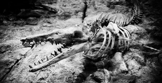 Ice age, not warming, likely caused mass extinction: study