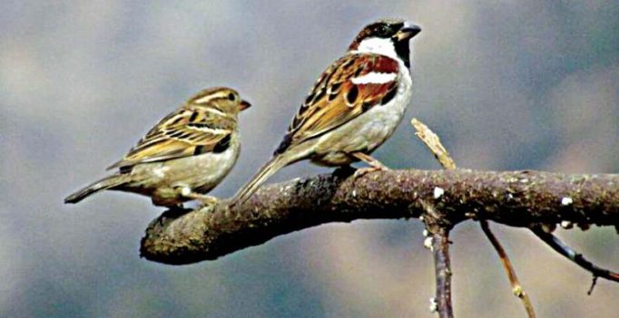 Bengaluru: Reasons many, but sparrows have stopped chirping