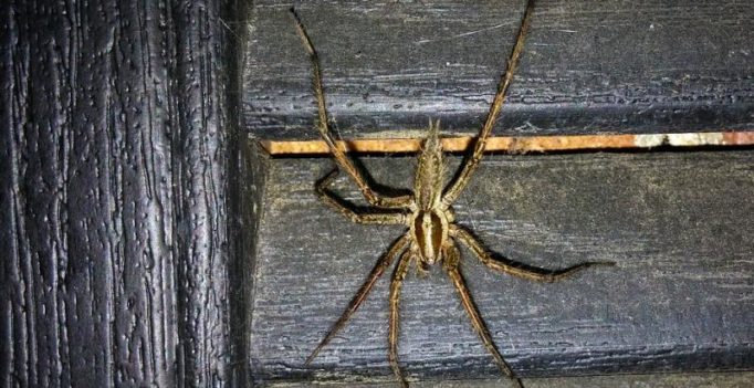 Australian spider may prevent stroke damage: study