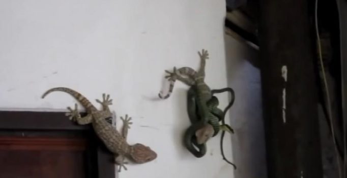 Video: Lizard’s thrilling face off with snake to save friend goes viral