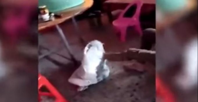 China: Video shows grandmom, aunt kick, stuff girl in sack to teach her lesson
