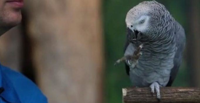 This parrot can imitate sounds made by dogs and owls