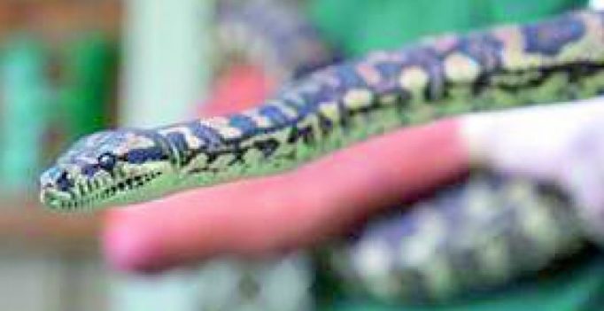 Drug addict python sent for rehabilitation
