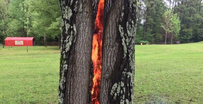 Lightening-struck tree burning from inside is making Twitter go crazy