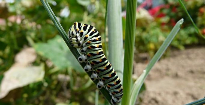 Polythene-eating caterpillars may help fight plastic pollution