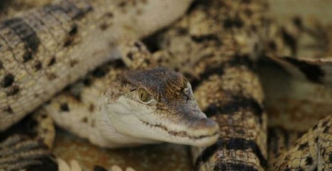 Baby crocodile found in suburban Australia returned to zoo