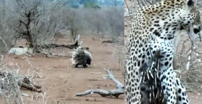 Leopard makes awful mistake of trying to eat two porcupines