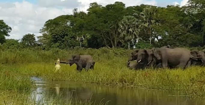 Video: Crocodile catches baby elephant by the trunk, family comes to the rescue