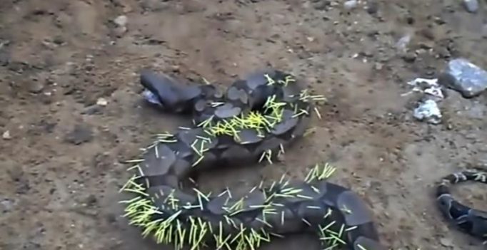 Video: Deadly snake’s bid to eat porcupine leaves it squirming in pain