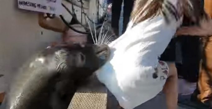 Video: Sea lion drags shocked girl into water by her dress