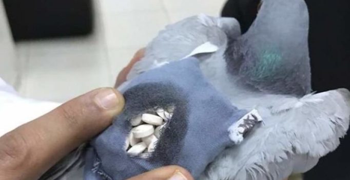 Authorities in Kuwait catch pigeon smuggling ecstasy across the border