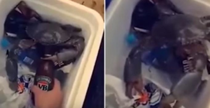 Bizarre video of Australian man using crab to open bottle is going viral