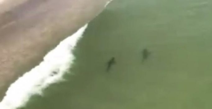 Video: Sharks swimming dangerously close to shore near beach-goers