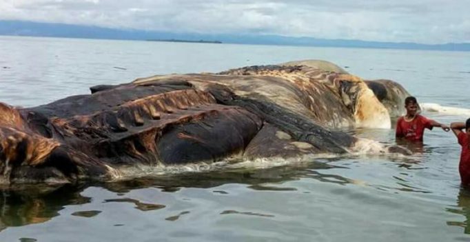 Video: Mysterious creature washes ashore in Indonesia and is turning the water red