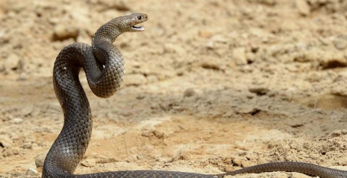 Bitten by snake, Bihar man bites wife so that they could die together