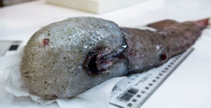 Scientists find ‘faceless fish’ among new deep sea creatures in Australia