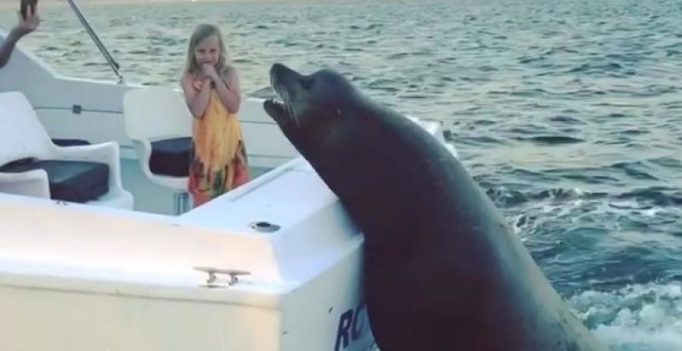 Video: Gigantic sea lion jumps on moving boat after spotting this