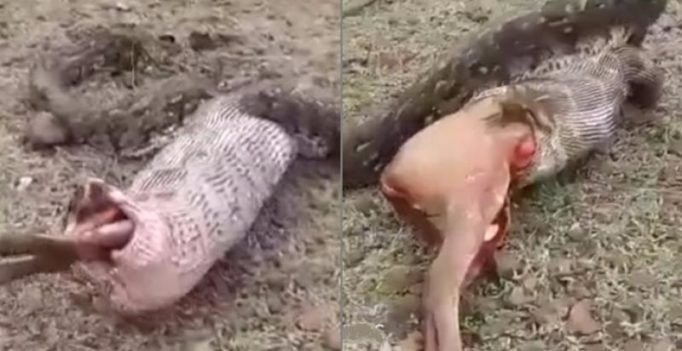 Video: Footage of python regurgitating an entire deer will freak you out