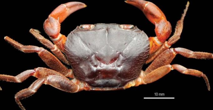 New genus of freshwater crabs discovered in Kerala