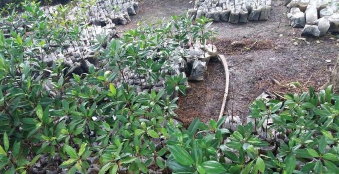 World Environment Day: Spreading green with mangroves