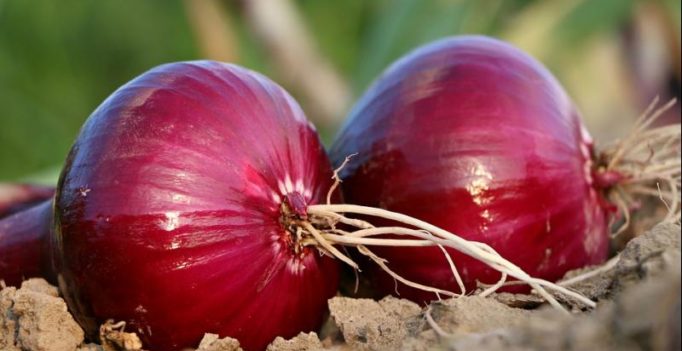 Red onions can help fight against cancer: study