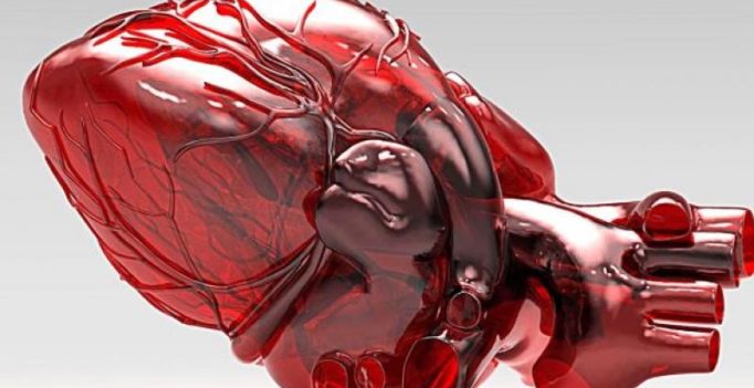 Miniature human heart made from rat’s organ may help test new drugs