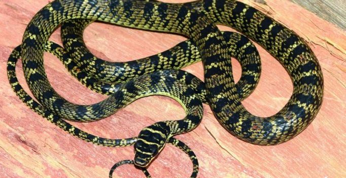 Surprise visitor: Flying snake found in Hyderabad