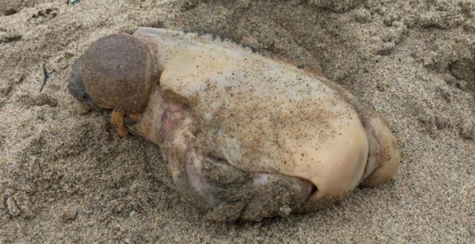 Mystery sea monster discovered on Californian beach leaves internet baffled