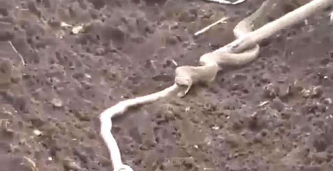 Video: Farmer helps cobra spit out another snake which was making it sick
